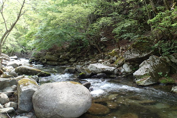 日川の上流部。この時期は早朝から多くの釣り人が訪れるようだ