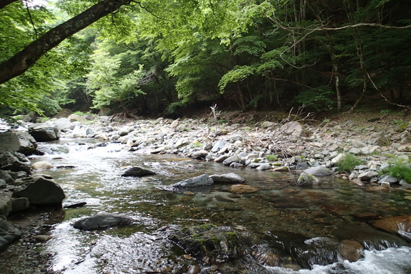 かつての魚影の濃さが戻りつつある鹿留川だが、相手をしてくれるのはチビヤマメばかり