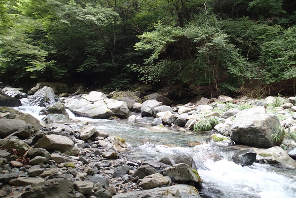 ここのところの雨で平水に近づいた鹿留川。午後は雨となり、濁りも入る展開に