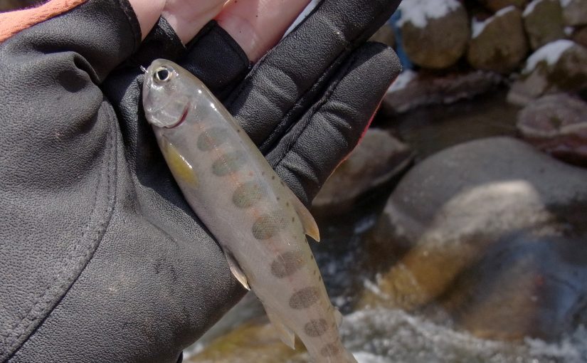 今季初釣行は竿の硬さに泣かされる。